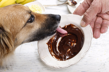 Waarom is chocolade giftig voor honden?